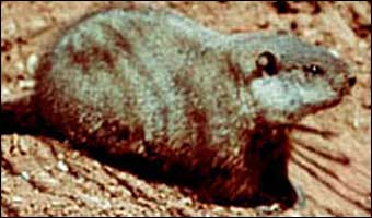 Groundhog