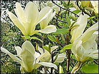 Magnolia Elizabeth