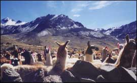 Alpaca in the Andes