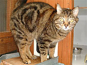 Pippy is a very quiet cat but fussy once you get to know her