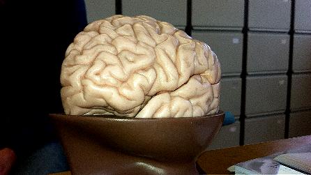 Model of the human brain Model of the human brain