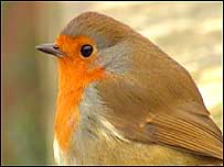Robin