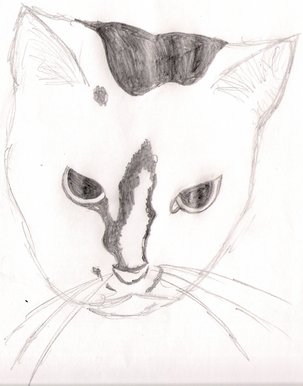 My cat Maise