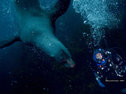 An Australian fur seal off Tasman Island, Tasmania
