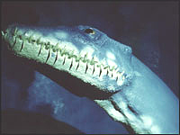 Head of a plesiosaur