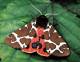 A Garden Tiger Moth. © Alan Barnes