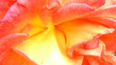 Flower Flower