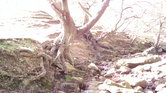 Trees over river...