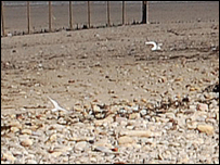 Little Terns nesting at Crimdon Dene