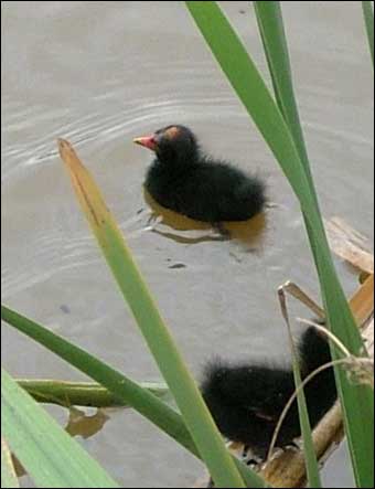 Ducklings