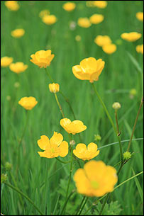 Ben Heather's photo of buttercups at Christchurch Park