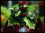 A Christmas pudding on a festive table