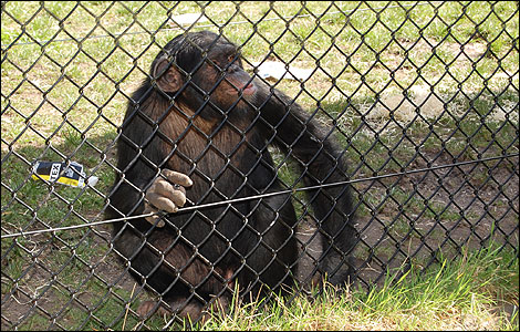 Rodders is a male chimpanzee and was born at the park in 2005. 
