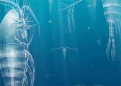 Calanus finmarchia the zooplankton that baby cod feed on