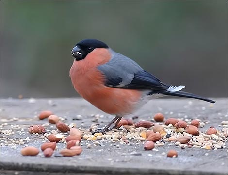Male Bullfinch taken from the bird hide at the Brockhole visitors centre ,Windermere.