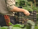 Carrying a crate in the garden