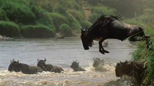 Wildebeest from the Nature Picture Library