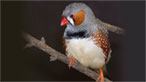 zebra_finch_graham_reed.jpg
