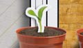 Sow your courgette