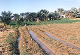 A modern agricultural scene showing irrigation channels harbouring parasites
