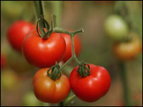 Tomatoes