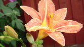 Orange droplet...