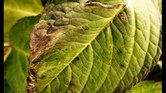 Dying leaf