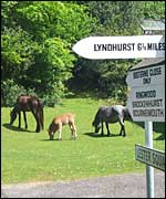 Ponies wander across the roads.