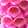 Foxglove
