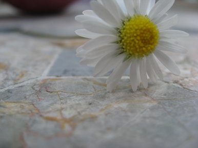 Daisy