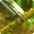 Pruning