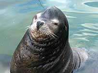 Rocky the sea lion
