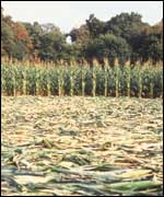 Crop circle in Signs movie