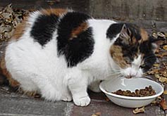 Sasha, the YHA cat