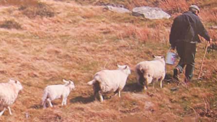 Llun ar glawr y llyfr