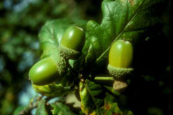 Acorns