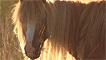 Feral pony by Keith O'Brian