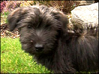 Glen Of Imaal puppy