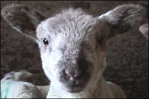 Lamb