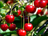 Morello cherry
