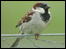 House sparrow