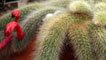 Day 3 - Cactus in flower
