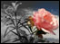 Rose. Michael Connor