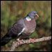Wood Pigeon