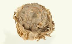 A bulb of garlic from the Roman era