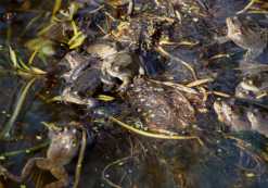 An example of the types of creatures that could be attracted back to a neglected pond. (C) BBC