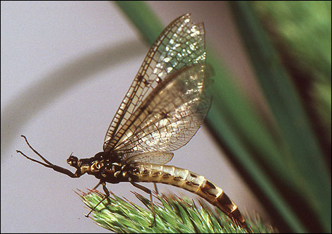 Mayfly