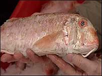 Red Mullet