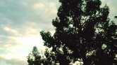 Simply a tree...