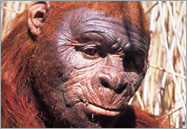 Paranthropus boisei